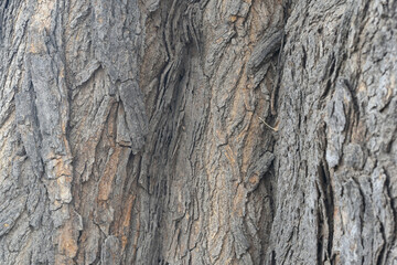 Old tree texture. Bark pattern, For background wood work, Bark of brown hardwood, thick bark hardwood, residential house wood. nature, tree, bark, hardwood, trunk, tree , tree trunk close up texture