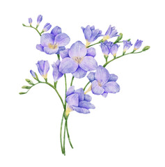 Fototapeta na wymiar Watercolor violet freesia flower branch illustration. Hand drawn color drawing isolated bouquet