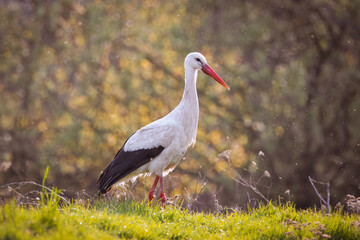 A white stork (Ciconia ciconia) walks on the green grass on a sunny spring evening.