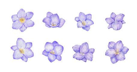 Watercolor violet freesia flower bud with illustrations set. Hand drawn color drawing isolated