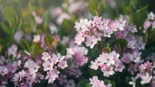 Pink flowers of Indian Hawthorn Rhaphiolepis blooming in garden in sunshine. Macro closeup.