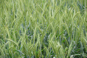 Green wheat field close up image, Green Wheat whistle, Wheat bran fields, agriculture, wheat field Pakistan, closeup of green cereal field