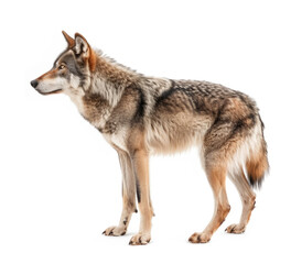 Obraz premium Wolf in Profile with a Watchful Eye