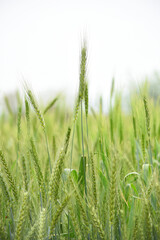 Green wheat field close up image, Green Wheat whistle, Wheat bran fields, agriculture, wheat field Pakistan, closeup of green cereal field