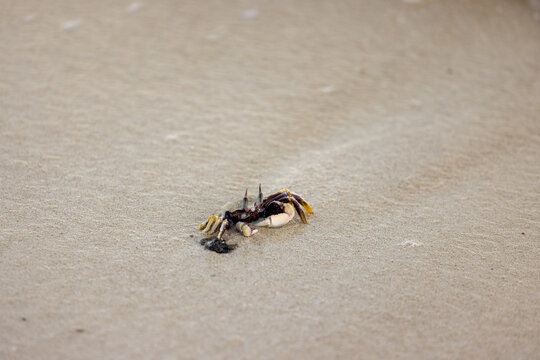 tinny crab on beach