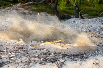 turtle in nest spaying sand over herself