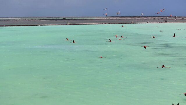 Bonaire Flamingos At Kralendijk In Bonaire Netherlands Antilles. Wildlife Landscape. Caribbean Background. Sea Birds Animals. Bonaire Flamingos At Kralendijk In Bonaire Netherlands Antilles.