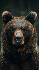 closeup of a Bear sitting calmly, hyperrealistic animal photography, copy space for writing