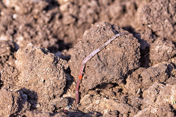 A large and large earthworm crawls away from a pursuer with a camera under the rays of the sun on the ground. Close up macro - obrazy, fototapety, plakaty