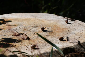 切り株の上のどんぐり