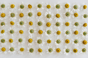 Chamomile daisy flower buds pattern on white background. Minimal summer flower composition - obrazy, fototapety, plakaty