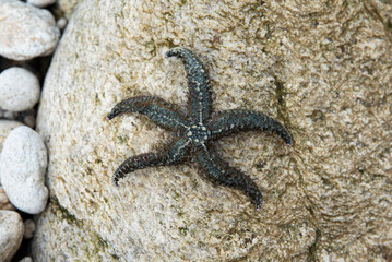 Starfish on a stone at low tide over the ocean in France.