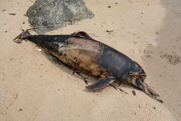 Dead porpoise on a beach on the Atlantic Ocean in France. - 780308863