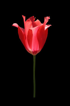 Red tulip flower on a black background.