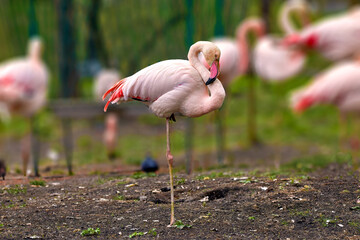 pink flamingo standing on one leg.