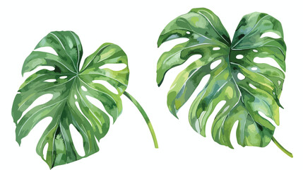 watercolor tropical monstera Leaves hand drawn