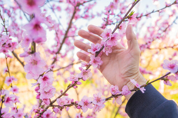 Agronomist inspecting peach tree blossom in organic orchard