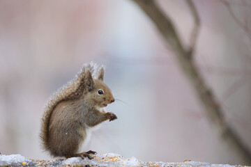  Japanese squirrel (Sciurus lis) is a tree squirrel in the genus Sciurus endemic to Japan.