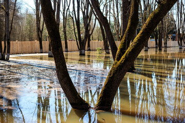 Trees in the water during a strong spring river flood