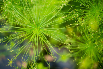 green grass background