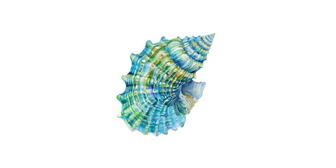 
Watercolor illustration of seashell, turquoise and teal colors, white background