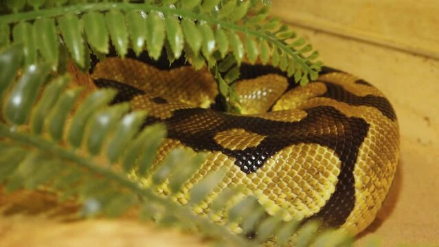 A python strangles a snake held by a man