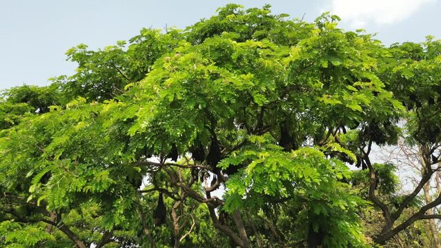 Fruit Bats Hanging From Trees drove closeup to wide  wide view in Kolhapur