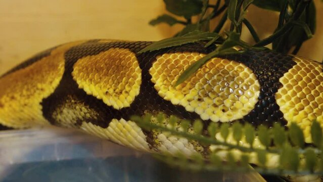 A python strangles a snake held by a man