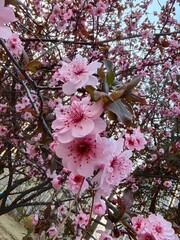 pink blossoms hang over the branches of an apple tree in the sun
