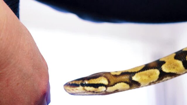 A python strangles a snake held by a man