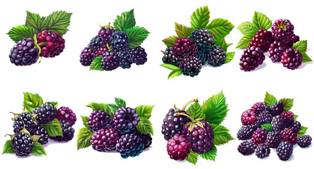 Vector Style Illustrations of Blackberries with Leaves on White Background
