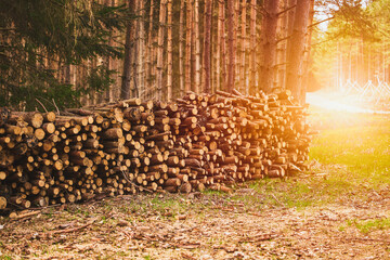 Timber Pile Amongst the Trees