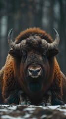 closeup of a Musk ox sitting calmly, hyperrealistic animal photography, copy space for writing