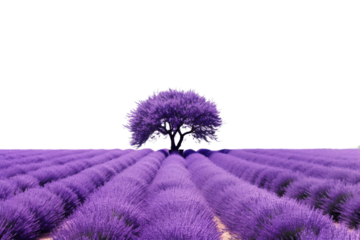 Lone Tree Standing in Lavender Field. On a White or Clear Surface PNG Transparent Background.