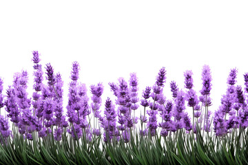 Naklejka premium Lavender Flowers Blooming in Field. On a White or Clear Surface PNG Transparent Background.