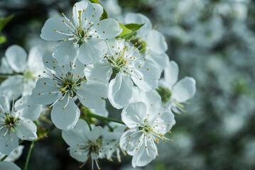 białe kwiaty kwitnącej wiśni w ogrodzie w promieniach wiosennego słońca.