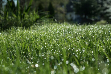 kwitnąca trawa w parku, w promieniach słońca.