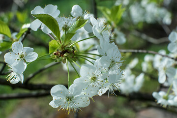 białe kwiaty kwitnącej wiśni w ogrodzie w promieniach wiosennego słońca.