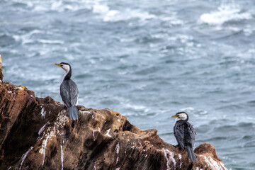 Sea birds perched on rocky shore overlooking the ocean. 