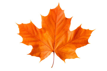 Obraz premium Orange Maple Leaf on White Background. On a White or Clear Surface PNG Transparent Background.