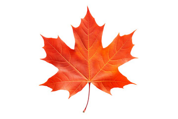Vibrant Orange Maple Leaf on White Background. On a White or Clear Surface PNG Transparent Background.