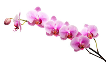 Close Up of Pink Flower on White Background. On a White or Clear Surface PNG Transparent Background.