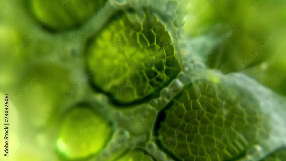 Poster in this image we see a closeup of a chloroplast within the algae cell. the green ovalshaped organell