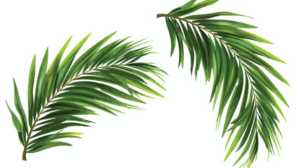 Coconut leaf or palm leaves vector illustration flat