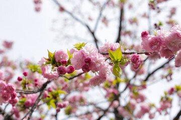 Branches of sakura flowers, cherry blossom. Pink flower