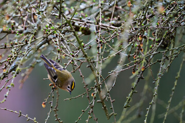 Kinglet