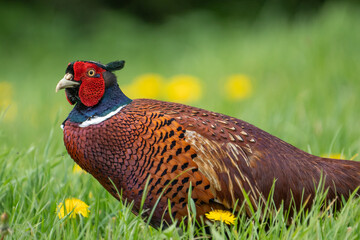Closeup of Ring-Necked Pheasant
