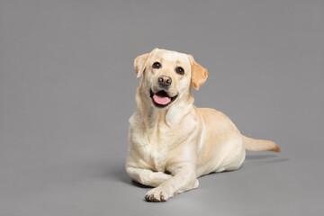 young yellow labrador retriever dog lying in the studio on a grey background