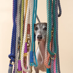A curious Greyhound dog peeks through colorful leashes. Pet in studio