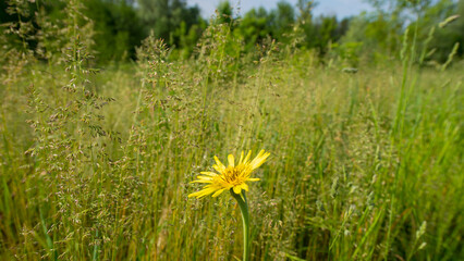 Tragopogon orientalis flower on a background of meadow grass. - 780331223